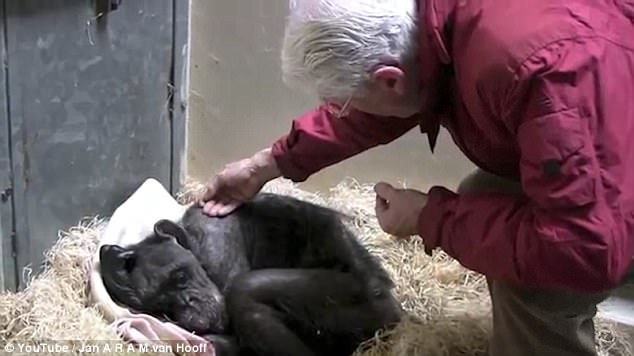 Una ex matriarca chimpancé moribunda se negaba a comer, hasta que vio a su viejo mejor amigo / Foto: Dailymail