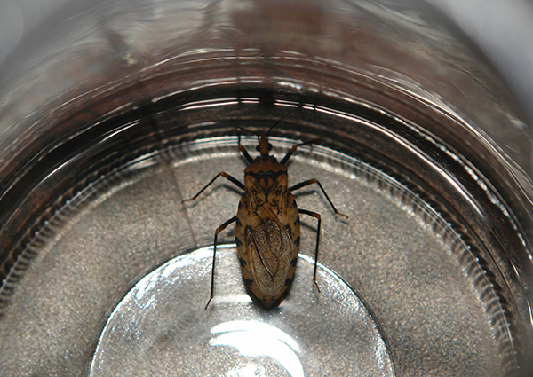 Alarma en Caraballeda y Macuto por masiva presencia de chipos