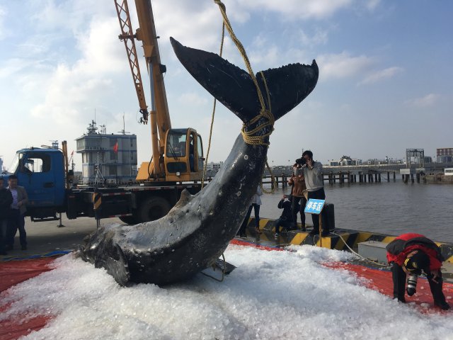 El cuerpo de una ballena jorobada es levantado en tierra después de que, según los medios locales, quedó varado por tercera vez en tres días, en Qidong, provincia de Jiangsu, China, 15 de noviembre de 2017. REUTERS / Stringer EDITORES DE ATENCIÓN - ESTA IMAGEN FUE PROPORCIONADA POR UN TERCERO. CHINA FUERA.
