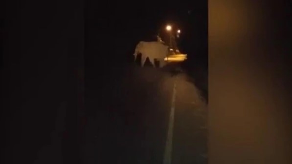 El terrible momento en el que una furgoneta choca contra un elefante (Foto)
