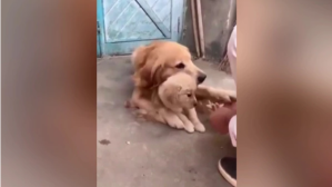 ¡Qué ternura! Así reaccionó una perra cuando su dueño intenta tocar a su cachorro