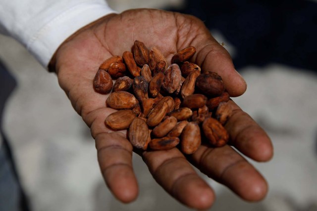 Yoffre Echarri holds cocoa beans on the roof of his house in Caruao, Venezuela October 24, 2017. Picture taken October 24, 2017. REUTERS/Carlos Garcia Rawlins