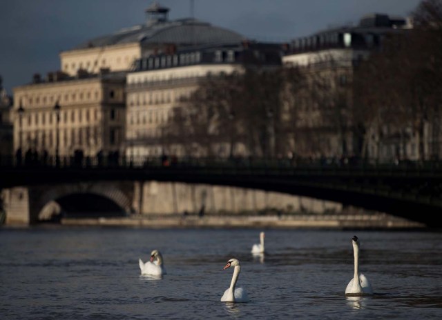 ISL78. PARIS (FRANCIA), 08/01/2018.- Varios cisnes nadan en el río Sena, a su paso por Isla de San Luis, París, Francia, 8 de junio de 2018. Las fuertes lluvias han provocado inundaciones menores en algunas zonas de la capital francesa, así como la crecida del río Sena. EFE/ Ian Langsdon
