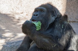 Muere uno de los gorilas más viejos del mundo en el zoológico de San Diego