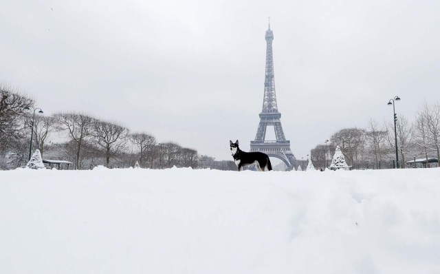 A dog plays in the snow near the Eiffel Tower in Paris, as winter weather with snow and freezing temperatures arrive in France, February 7, 2018. REUTERS/Gonzalo Fuentes