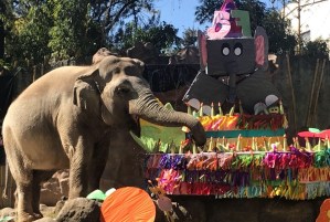 Elefanta Trompita celebró su 57 cumpleaños con barrito de júbilo y pastel de 100 kilos (fotos)