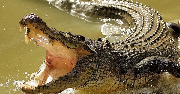 Un pescador muere devorado por un cocodrilo en la isla filipina de Palawan