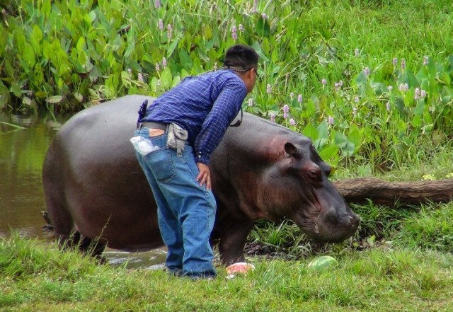 El hipopótamo fue nombrado Tyson por la comunidad e incluso se creó una página en Facebook en su honor. Foto: AFP 