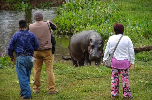 A pesar de que las autoridades hicieron un llamado para que las personas no interactúen con el hipopótamo, imágenes muestran que la gente se acercaba al animal. Foto: AFP