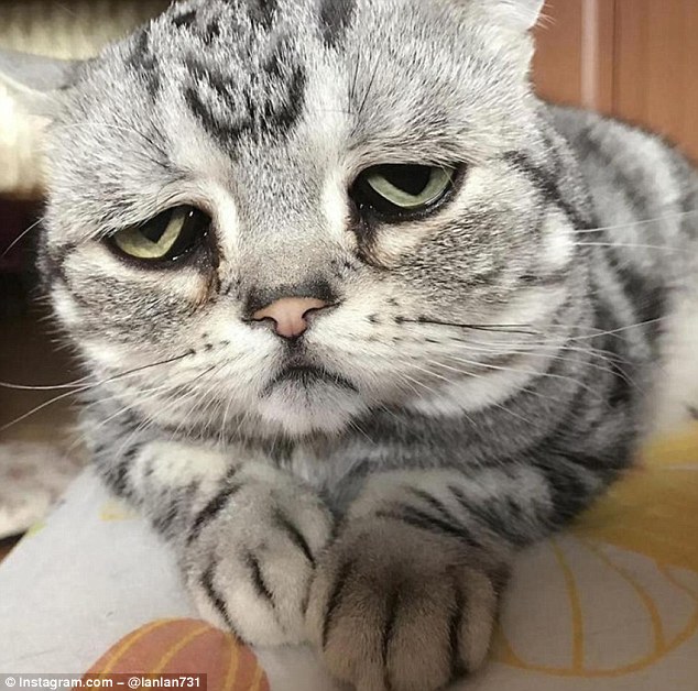 La gata Luhu, una estrella de Instagram, gracias a su triste expresión (fotos)
