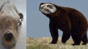 Hallan oso gigante de fines de Pleistoceno en Argentina