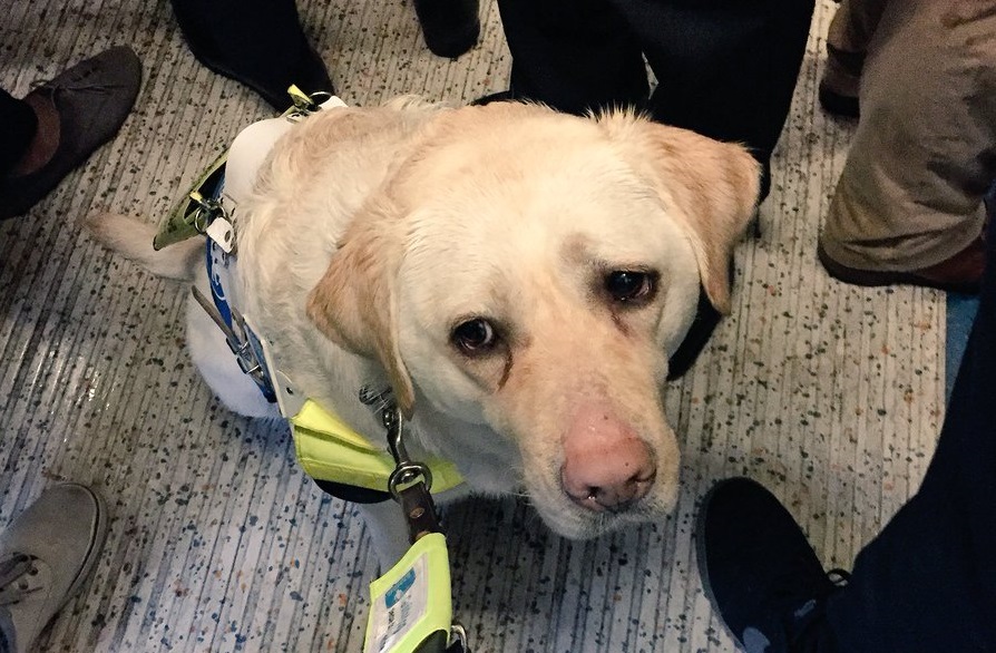 Invidente rompe en llanto porque nadie le cedió el asiento y su perro guía estaba en aprietos