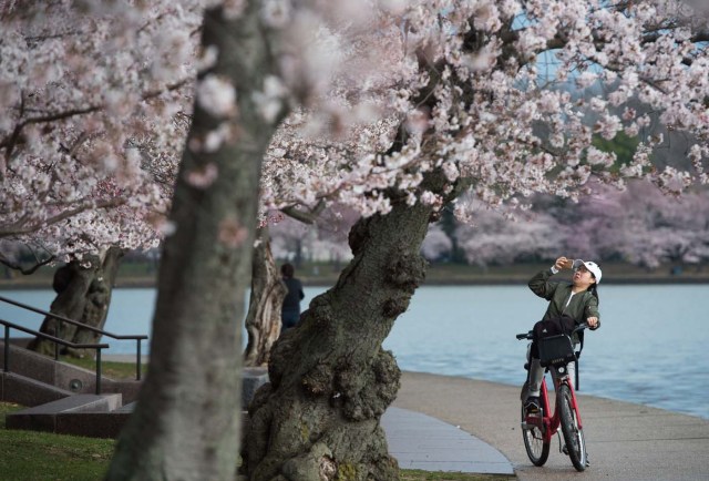 A woman photographs the Cherry Blossom trees as they bloom around the Tidal Basin in Washington, DC, April 4, 2018. / AFP PHOTO / SAUL LOEB