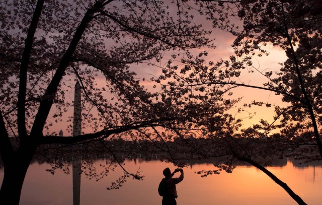 A man photographs the Cherry Blossom trees as they bloom around the Tidal Basin at sunrise in Washington, DC, April 4, 2018. / AFP PHOTO / SAUL LOEB