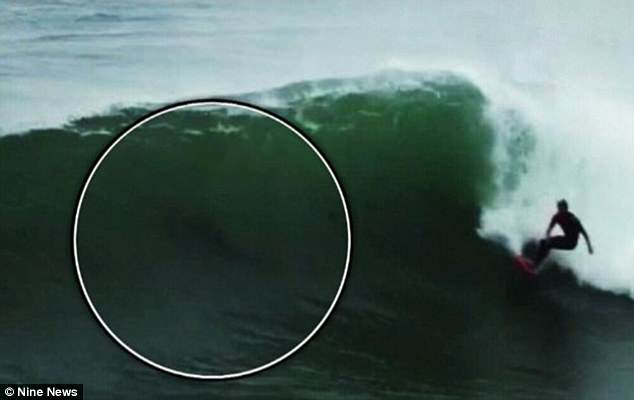 Anulan competencia de surf en Australia por ataques de tiburones