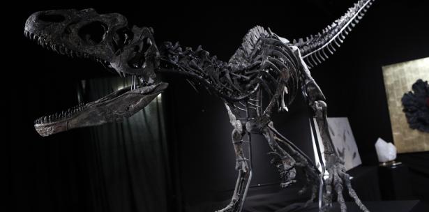 Venden dos esqueletos de dinosaurios por más de 1,4 millones de euros en subasta