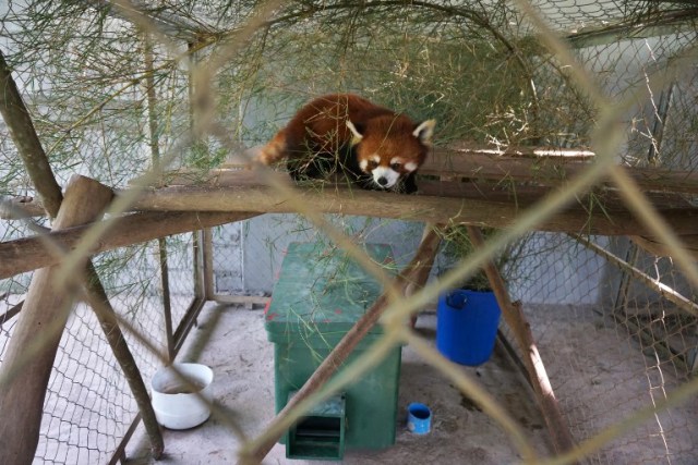 This picture taken on May 8, 2018 shows one of the three red pandas, once destined for the exotic wildlife trade, in a sanctuary in Luang Prabang. The three animals, nicknamed Jackie Chan, Bruce Lee and Peace, were among six found stuffed into crates during a random check of a van traveling from China over the border into northern Laos in January. / AFP PHOTO / Joe Freeman / TO GO WITH AFP STORY - Laos-environment-wildlife-panda