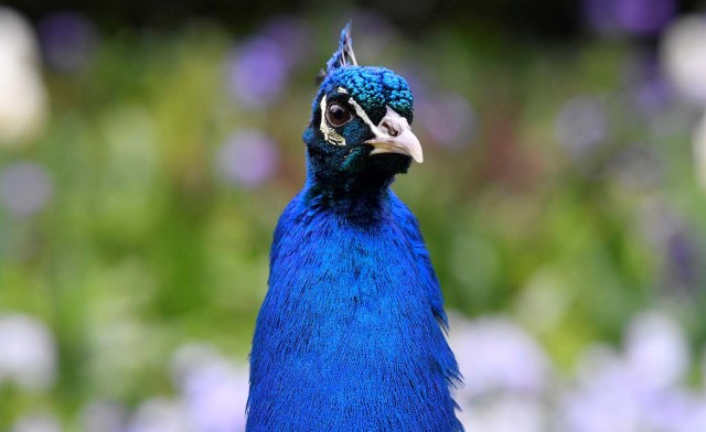 A peacock walks amongst spring blooms in Holland Park in west London, Britain, April 28, 2018. REUTERS/Toby Melville