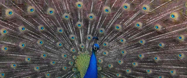 A peacock displays his plumage as part of a courtship ritual to attract a mate, at a park in London, Britain, May 4, 2018. REUTERS/Toby Melville