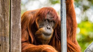 Fallece Puan, la orangután más vieja del mundo