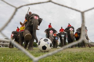 Elefantes futbolistas se contagian con la emoción del Mundial