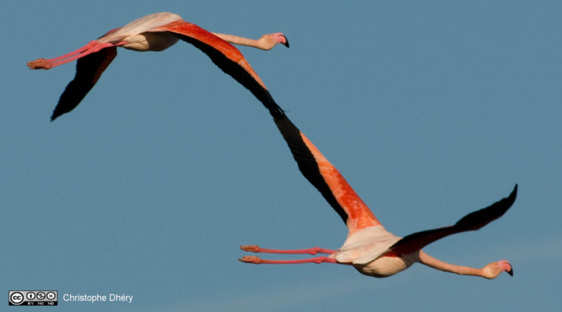 Rodaje de película causa la pérdida de 500 huevos de flamencos rosa en Francia