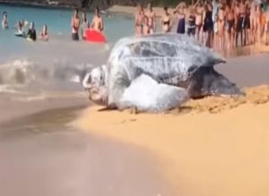 ¡SORPRENDENTE! Apareció tortuga gigante en playa de México e impresionó a todos