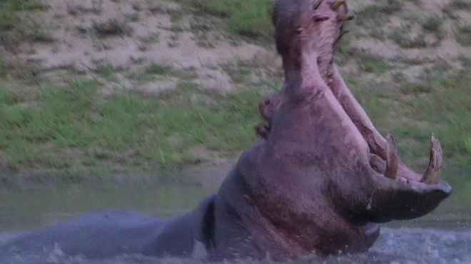 Turista fue atacado por hipopótamo cuando tomaba fotos