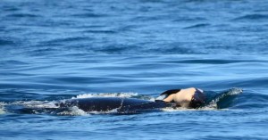 Finaliza el duelo de la orca madre que cargó su cría muerta durante 17 días