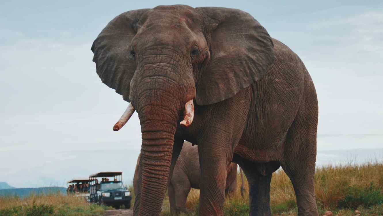 Una mujer muere aplastada por el elefante al que intentaba fotografiar