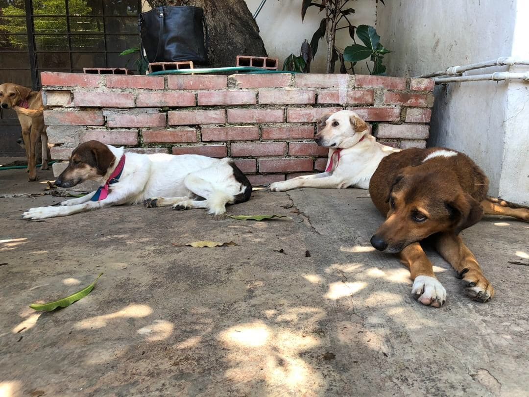 Precio de la comida para mascotas voló tan alto que los dueños les cambian la dieta