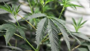 Bermudas legalizará el cultivo de la marihuana para uso médico en 2019
