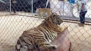 Pequeña niña es atacada brutalmente por un tigre ante la mirada de sus padres en México (Foto)