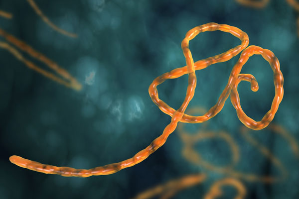 Estados Unidos hará todo lo posible para detener los brotes de ébola en África