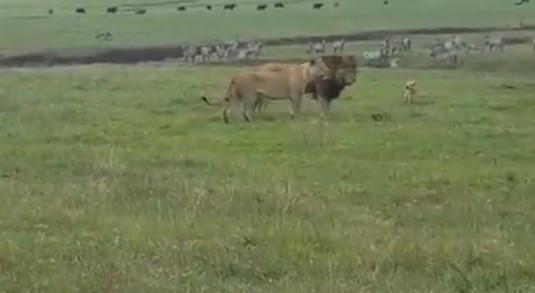 EN VIDEO: Un perrito, bravo y herido, no cree en nadie y le tira a morder a dos leones