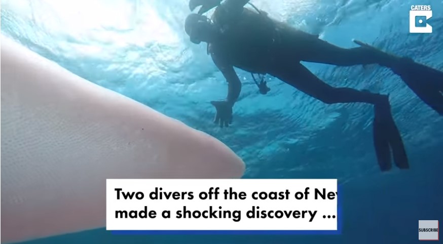 ¡Asombroso! Buzos encontraron gigantesco “gusano de mar” en Nueva Zelanda