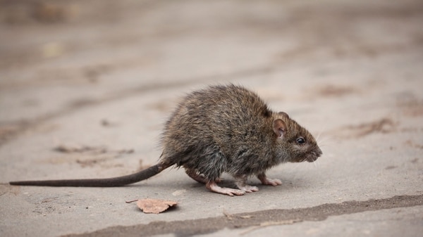 Cena con las ratas: Una plaga de roedores amenaza a los restaurantes en Nueva York