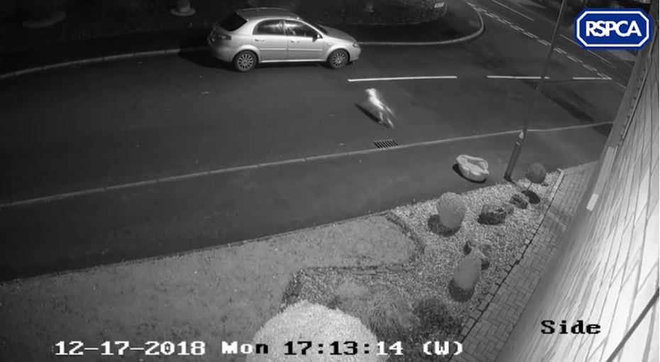 ¡Desgarrador! Abandona a su perro en medio de la calle pero éste se resiste a abandonar a su amo (Video)