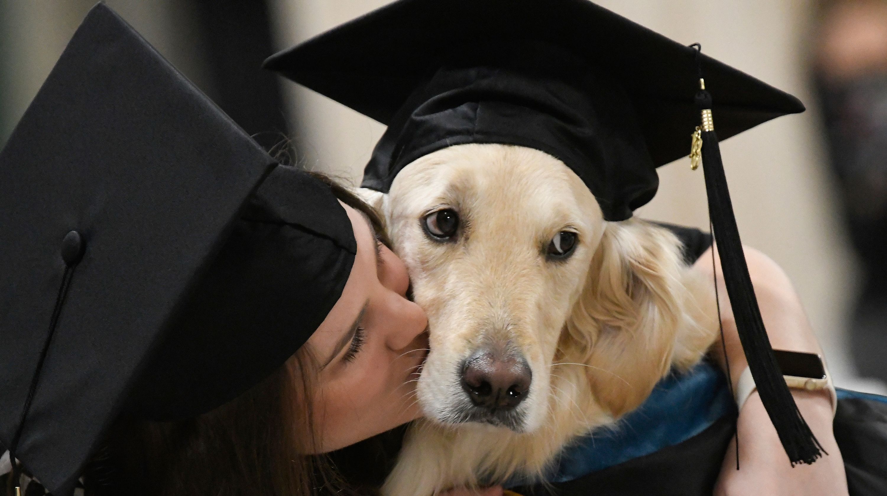 Universidad estadounidense gradúa con honores a un golden retriever (Fotos y Video)