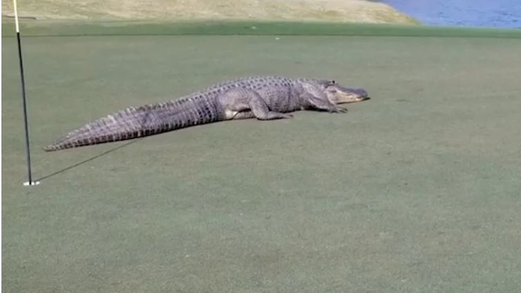 ¡Impactante! El momento en que un cocodrilo gigante interrumpe un partido de golf (Video)