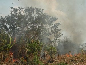 Un incendio está arrasando con el bosque Caparo en Barinas (foto)