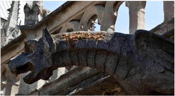Las abejas que viven en el techo de Notre Dame se salvaron del incendio (fotos)
