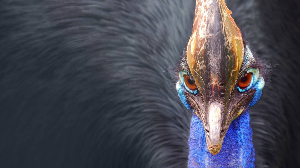 El pájaro exótico que mató a su dueño en EEUU se venderá en una subasta