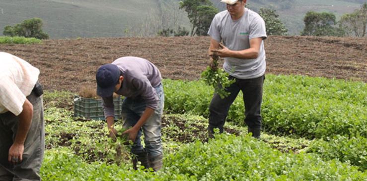 Fedeagro: Venezuela atraviesa “situación caótica” en el sector productivo