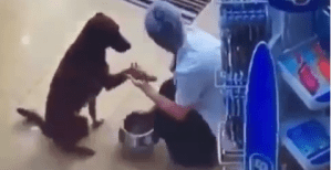 Este perrito pidió que le curaran su “patica” y ahora se ha hecho viral (VIDEO)