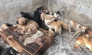 Rescataron de un matadero a 62 perros que iban a ser cocinados en un festival de China