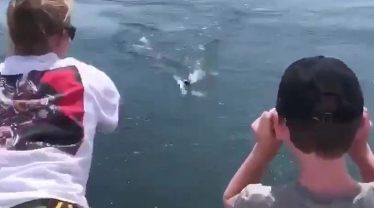 VIRAL: Tiburón blanco sorprendió a una familia en su pacífico día de pesca (VIDEO)