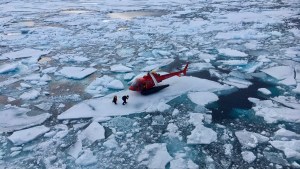 “Milagro” en el Ártico: Barco rompehielos rescata grabaciones perdidas de cantos de ballenas belugas