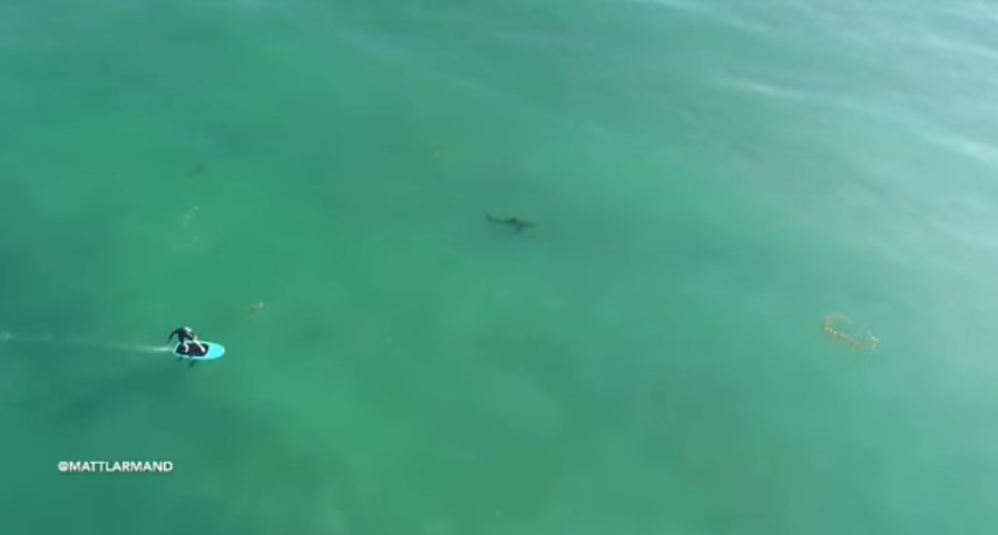 ¡ESCALOFRIANTE! Graban con un DRON a un grupo de tiburones blancos acechando a surfistas (Video)
