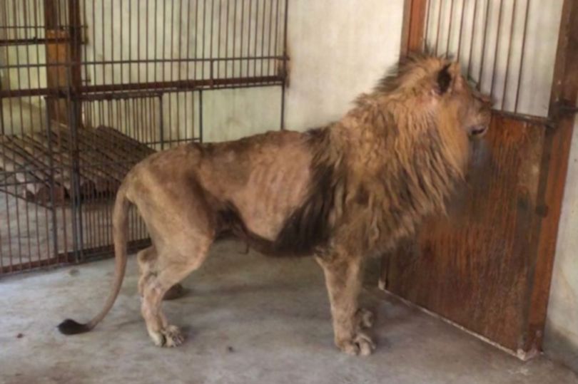 ¿Odian a los animales? Leones desnutridos en China nos recuerdan al Zoológico de Caricuao (Fotos)